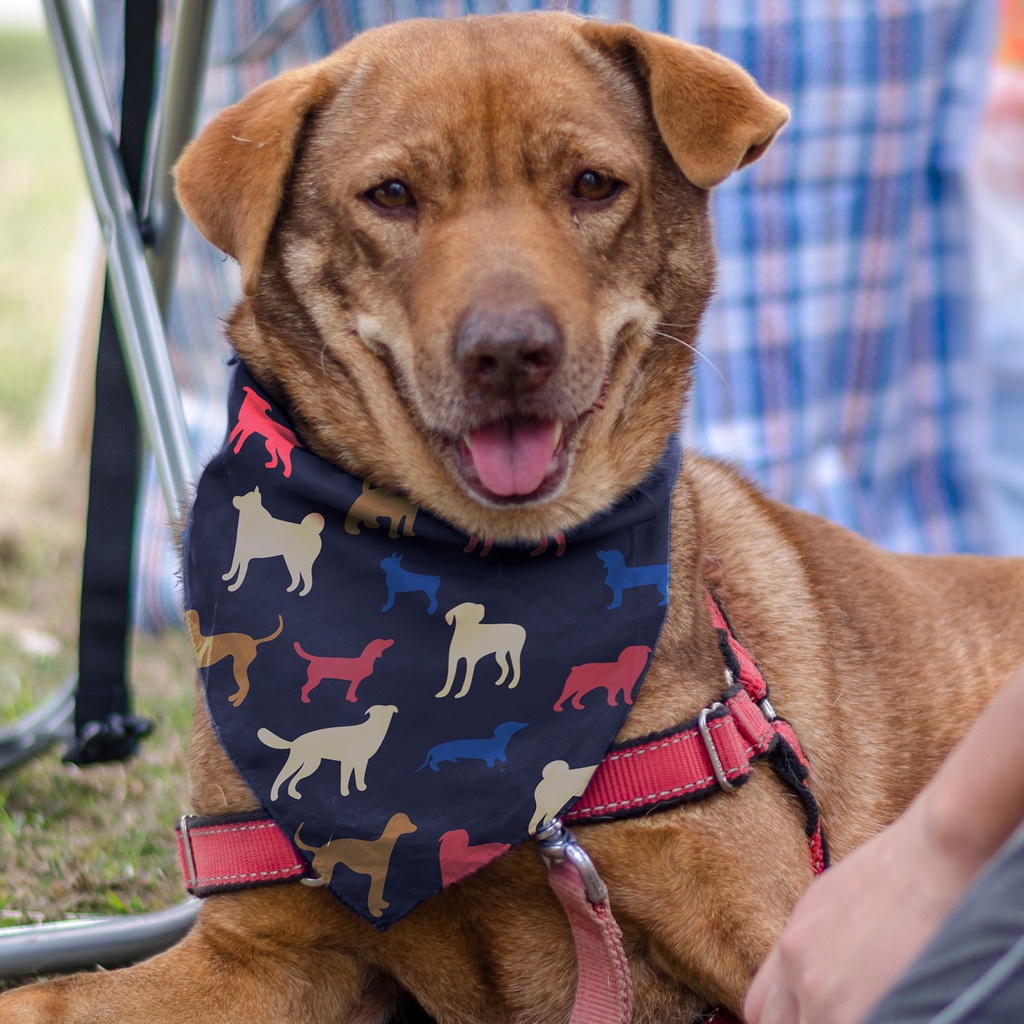 [132173] Pet Bandana - Medium - 123659