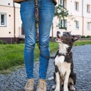 Amigo Dog Leash - 125069