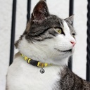 Amigo Cat Collar - 125072