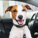 Amigo Dog Collar - 125070